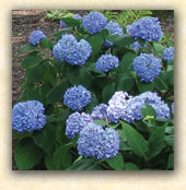 hydrangeas