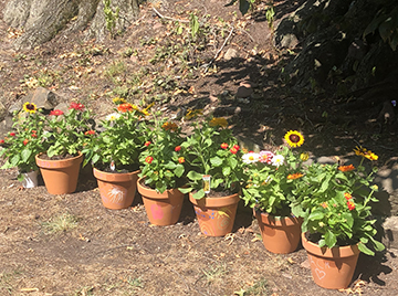 Potted Plants